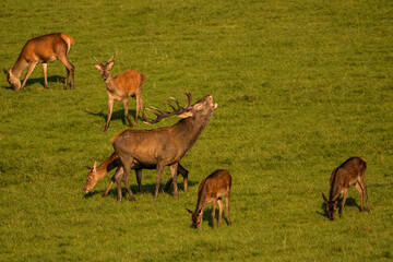 Naklejka na ściany i meble One big Red Deer in the rut time, at the bavarian mountains