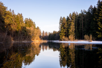A selective shallow focus shot of a beautiful mute swan swimming in water on a sunny day