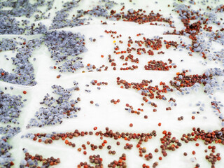 Microgrowth seeds in the microgrowth germination tray.