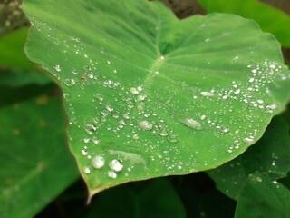 Water drops on leaf of colocasia 