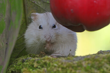 A Campbell dwarf hamster eating a pink Malay fruit. This rodent has the scientific name Phodopus campbelli. 