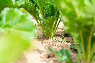 salad lettuce vegetables on the fieldcloseup green
