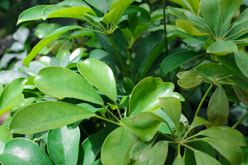 Home plant Scheffler close up.