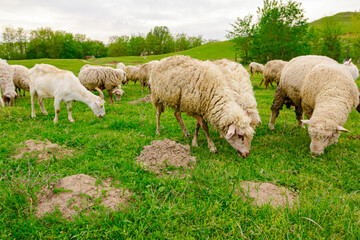 Mixed herd of sheep and goats are grazing grass, on a pasture, meadow