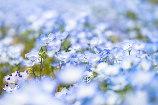 ネモフィラの花 の画像 10 503 件の Stock 写真 ベクターおよびビデオ Adobe Stock