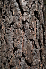 Close Up of Bark on Tree Stump. Macro Shot , vertical photo