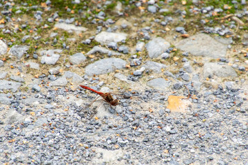 Rote Libelle im Kiesbett