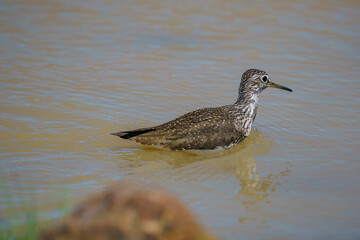 Wood Sandpiper (Tringa glareola) Searching for food in a marsh.