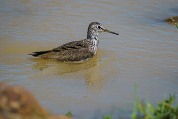 Wood Sandpiper (Tringa glareola) Searching for food in a marsh.
