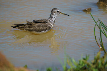 Wood Sandpiper (Tringa glareola) Searching for food in a marsh.