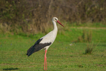 White Stork (Ciconia ciconia) perched on grass