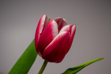 red tulips on a grey background