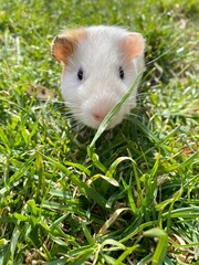 photo of white guinea pig on green grass