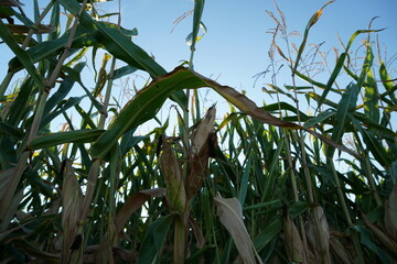 corn in the field