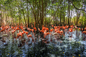Pink Flamingos, Cartagena, Colombia