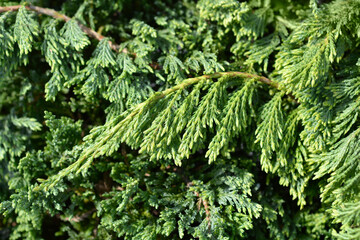 Creeping juniper Blue Chip