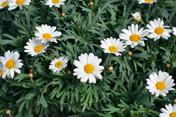 Obraz premium White Marguerite daisy