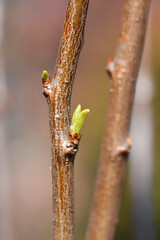 Greengage Regina Claudia