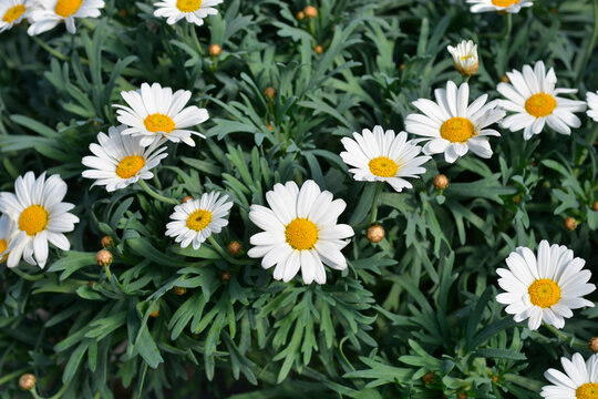White Marguerite daisy