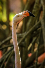 Pink Flamingos, Cartagena, Colombia
