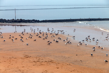 Lots of seagulls on the beach in Chipiona, Spain