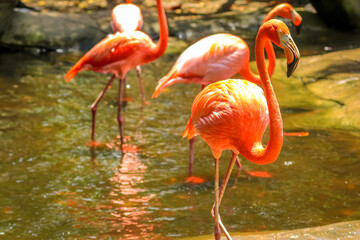 Pink Flamingos, Cartagena, Colombia