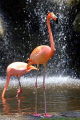 Pink Flamingos, Cartagena, Colombia