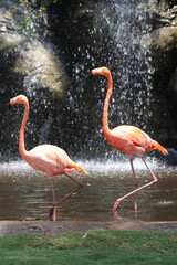 Pink Flamingos, Cartagena, Colombia