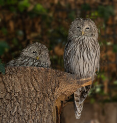 Ural Owl couple (Strix uralensis), portrait, Baden Wuerttemberg, Germany, Europe
