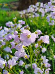 Fototapeta premium Wiesenschaumkraut