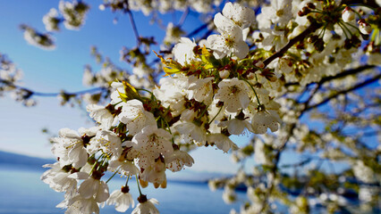 Frühlingsspaziergang in Zürich