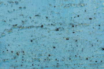 Black spots of fungal bacteria and mold on a blue wall in a house or apartment. The concept of excessive humidity, improper air exchange and condensation. Poor ventilation. Soft focus.
