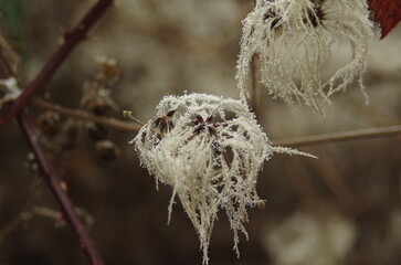 frost on a branch