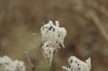 frost