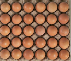 une plaquette d'oeufs de  poules  pondeuses