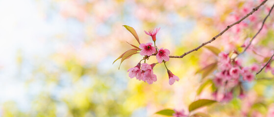 Wild Himalayan Cherry Blossoms in spring season,Sakura in Thailand, selective focus,Doi Pha Tang, Chiangrai , Thailand.	