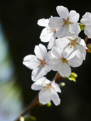 びわ湖文化ゾーンの桜散策