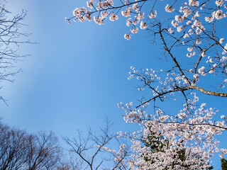 びわ湖文化ゾーンの桜散策