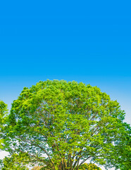 新緑　若葉　 春　木　葉　森　森林　 緑　 エコイメージ