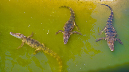 Crocodile in the pond. Crocodile farm in Vietnam. 