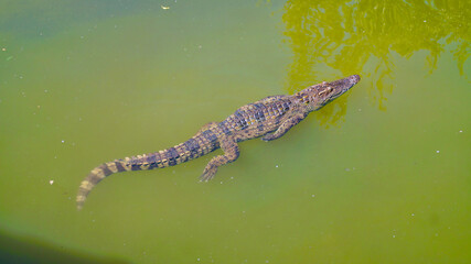 Crocodile in the pond. Crocodile farm in Vietnam. 