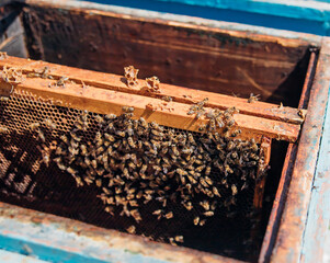 The concept of beekeeping. Eco-friendly products. Close-up of a hive with flying bees. Apiary. Hobbies and farming. Useful insects.