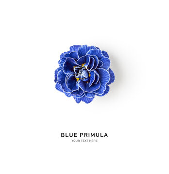 Blue primrose flower on white background, flat lay.
