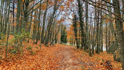 Obraz premium PR_Forest_v2