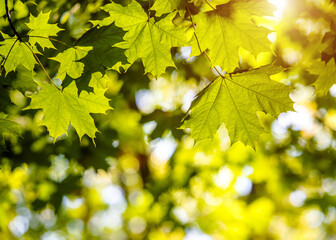 Green nature background with maple leaves
