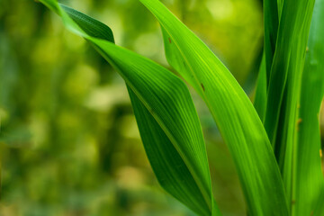 Fototapeta na wymiar The green leaf of Zea mays, corn, or green maize large leaves