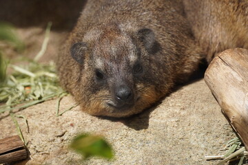 ケープハイラックス(Cape Hyrax)