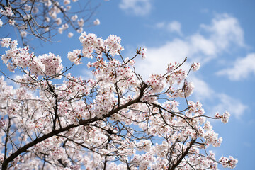 桜