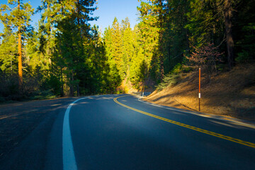 Winding American road in the pine forest of Yosemite national park.