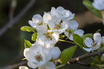 Blüten einer Kirsche
